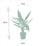 Alocasia Zebrina - Ø19cm - ↕75cm + Alocasia Cucullata - Ø19cm - ↕60cm + Alocasia Lauterbachiana - Ø19cm - ↕75cm Everspring