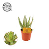 Aloe hybride - Ø10,5cm - ↕15cm Everspring