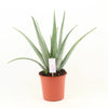 Aloe Vera P24 - Ø24cm - ↕70cm Everspring