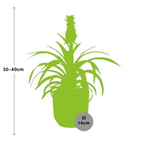 Ananas Mi Amigo + pot ELHO Vibes Fold 14 cm rose - GREEN OASIS - SHOP