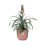 Ananas Mi Amigo + pot ELHO Vibes Fold 14 cm rose - GREEN OASIS - SHOP