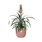 Ananas Mi Amigo + pot ELHO Vibes Fold 14 cm rose - GREEN OASIS - SHOP
