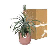 Ananas Mi Amigo + pot ELHO Vibes Fold 14 cm rose - GREEN OASIS - SHOP