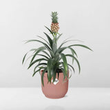 Ananas Mi Amigo + pot ELHO Vibes Fold 14 cm rose - GREEN OASIS - SHOP