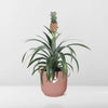 Ananas Mi Amigo + pot ELHO Vibes Fold 14 cm rose - GREEN OASIS - SHOP