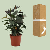 Anthurium Black Love - Ø 12 cm - ↕ 36 cm - GREEN OASIS - SHOP Plantes vertes originales livrées à votre domicile