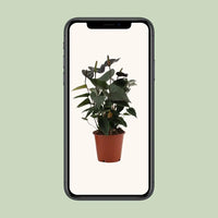 Anthurium Black Love - Ø 12 cm - ↕ 36 cm - GREEN OASIS - SHOP Plantes vertes originales livrées à votre domicile