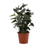 Anthurium Black Love - Ø 12 cm - ↕ 36 cm - GREEN OASIS - SHOP Plantes vertes originales livrées à votre domicile