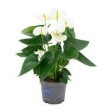Anthurium Blanc - Ø12cm - ↕43cm Everspring