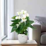 Anthurium Blanc - Ø12cm - ↕43cm Everspring