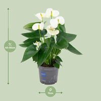 Anthurium Blanc - Ø12cm - ↕43cm Everspring