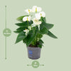Anthurium Blanc - Ø12cm - ↕43cm Everspring