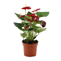 Anthurium Calon en gaine transparente - Ø 12 cm - ↕ 36 cm - GREEN OASIS - SHOP Plantes vertes originales livrées à votre domicile