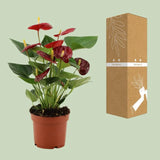Anthurium Calon en gaine transparente - Ø 12 cm - ↕ 36 cm - GREEN OASIS - SHOP Plantes vertes originales livrées à votre domicile