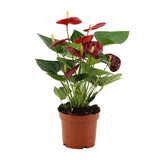 Anthurium Calon en gaine transparente - Ø 12 cm - ↕ 36 cm - GREEN OASIS - SHOP Plantes vertes originales livrées à votre domicile