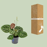 Anthurium Crystal Hybride Compact - Ø17cm - ↕40cm Everspring