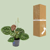 Anthurium Crystal Hybride Compact - Ø17cm - ↕40cm Everspring