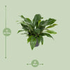 Anthurium Jungle Bush - Ø30cm - ↕70cm Everspring