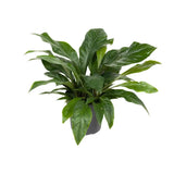 Anthurium Jungle Bush - Ø30cm - ↕70cm Everspring