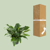 Anthurium Jungle Bush - Ø30cm - ↕70cm Everspring