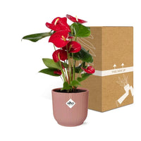 Anthurium rouge 12 cm + pot ELHO Vibes Fold 14 cm rose Everspring