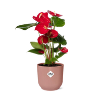 Anthurium rouge 12 cm + pot ELHO Vibes Fold 14 cm rose Everspring