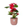 Anthurium rouge 12 cm + pot ELHO Vibes Fold 14 cm rose Everspring