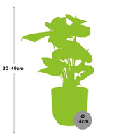 Anthurium rouge 12 cm + pot ELHO Vibes Fold 14 cm rose Everspring