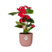 Anthurium rouge 12 cm + pot ELHO Vibes Fold 14 cm rose Everspring