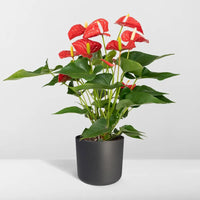 Anthurium Rouge - Ø17cm - ↕55cm Everspring
