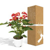 Anthurium Rouge - Ø17cm - ↕55cm Everspring