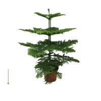 Araucaria Heterophylla - Ø21cm - ↕70cm Everspring