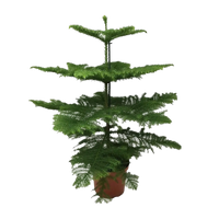 Araucaria Heterophylla - Ø21cm - ↕70cm Everspring