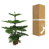 Araucaria Heterophylla - Ø21cm - ↕70cm Everspring