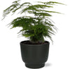Asparagus Setaceus - Ø12cm - ↕35cm + Pot Potenza D13x11cm - Noir - GREEN OASIS - SHOP