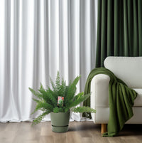 Asperges D. Meyers - Ø27cm - ↕60cm - GREEN OASIS - SHOP Plantes vertes originales livrées à votre domicile