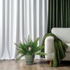 Asperges D. Meyers - Ø27cm - ↕60cm - GREEN OASIS - SHOP Plantes vertes originales livrées à votre domicile