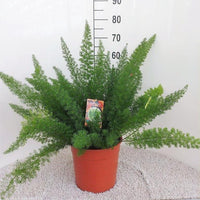 Asperges D. Meyers - Ø27cm - ↕60cm - GREEN OASIS - SHOP Plantes vertes originales livrées à votre domicile