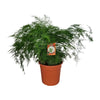 Asperges Setaceus - Ø27cm - ↕70cm - GREEN OASIS - SHOP