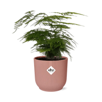 Asperges Setaceus ‘Plumosus’ + pot ELHO Vibes Fold 14 cm rose - GREEN OASIS - SHOP