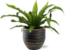 Asplenium Antiquum - Ø12cm - ↕25cm + Beau Pot D14x13cm - Noir - GREEN OASIS - SHOP