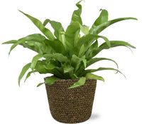 Asplenium Antiquum - Ø17cm - ↕45cm + Pot Selin D18x16cm - Noir - GREEN OASIS - SHOP