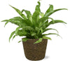 Asplenium Antiquum - Ø17cm - ↕45cm + Pot Selin D18x16cm - Noir - GREEN OASIS - SHOP Plantes vertes originales livrées à votre domicile