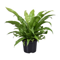 Asplenium Antiquum - Ø23cm - ↕60cm - GREEN OASIS - SHOP Plantes vertes originales livrées à votre domicile