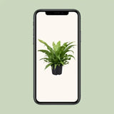 Asplenium Antiquum - Ø23cm - ↕60cm - GREEN OASIS - SHOP