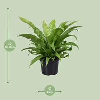 Asplenium Antiquum - Ø23cm - ↕60cm - GREEN OASIS - SHOP