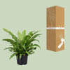 Asplenium Antiquum - Ø23cm - ↕60cm - GREEN OASIS - SHOP Plantes vertes originales livrées à votre domicile