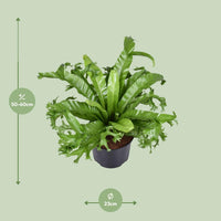 Asplenium Nidus Crissie - Ø23cm - ↕55cm - GREEN OASIS - SHOP Plantes vertes originales livrées à votre domicile