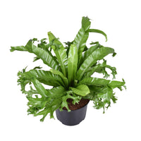 Asplenium Nidus Crissie - Ø23cm - ↕55cm - GREEN OASIS - SHOP Plantes vertes originales livrées à votre domicile