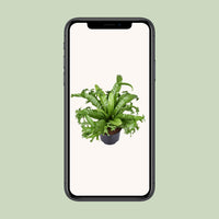 Asplenium Nidus Crissie - Ø23cm - ↕55cm - GREEN OASIS - SHOP Plantes vertes originales livrées à votre domicile